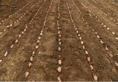 adopt a row 3